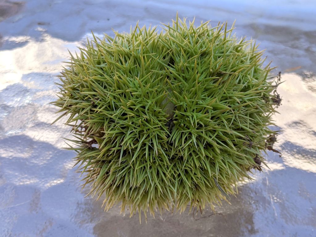 Monthly Image: Chestnut Burrs!