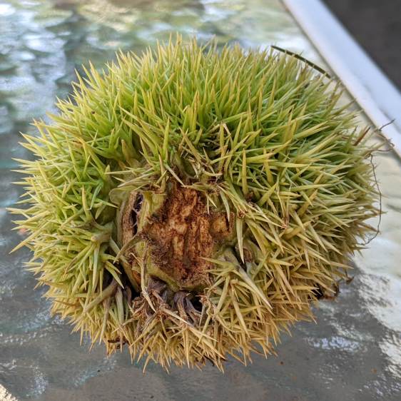 Chestnut burr - gnawed section
