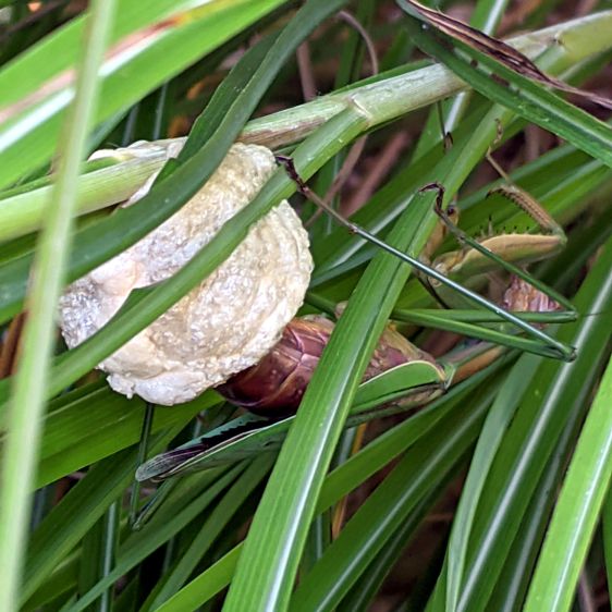 Praying Mantis - building ootheca