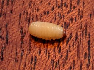 Chestnut Parasites