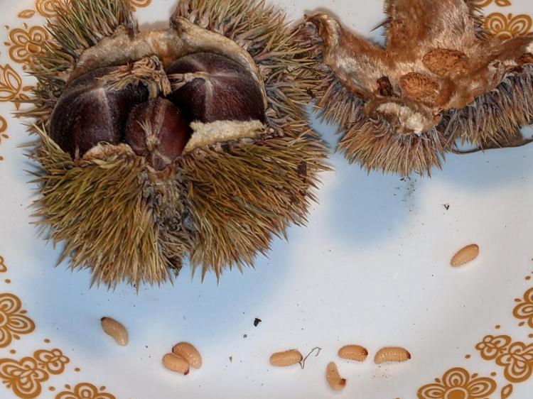 Chestnut parasite larvae - irruption