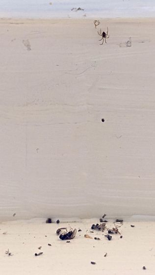 Spider above debris field