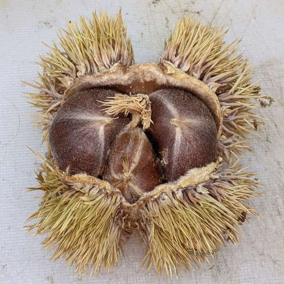Chestnut husk - dried