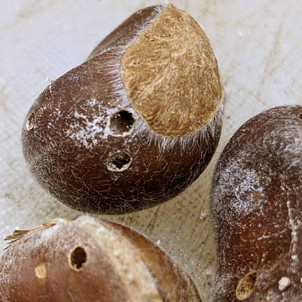 Monthly Science: Chestnut Weevil&nbsp;Damage