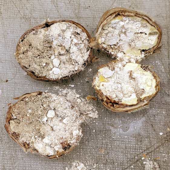 Chestnut weevil damage - interior