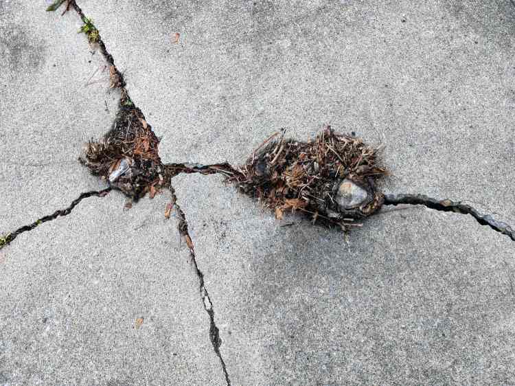 Traffic splitter stumps - Vassar Rd at Pine Tree Dr - 2020-11