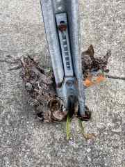 Roadside Overgrowth: Life Finds a&nbsp;Way