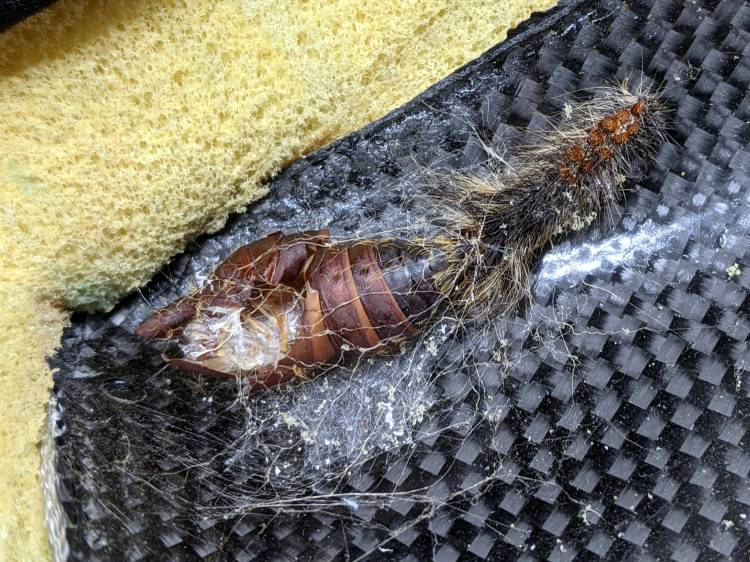 Tour Easy seat - pupal remains