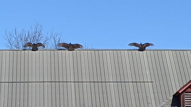 Vultures sunning
