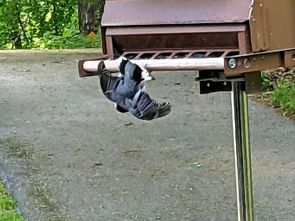 Nuthatch Threat Display