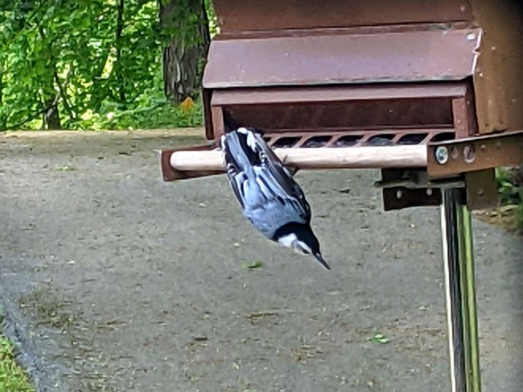 Nuthatch threat side-eye