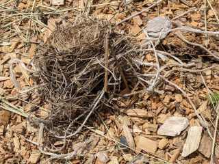 Bird Nest Material: Plastic String