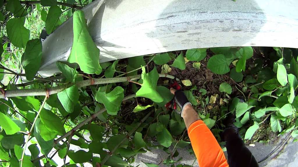 Rt 376 Knotweed