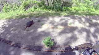 Snapping Turtle on the Move