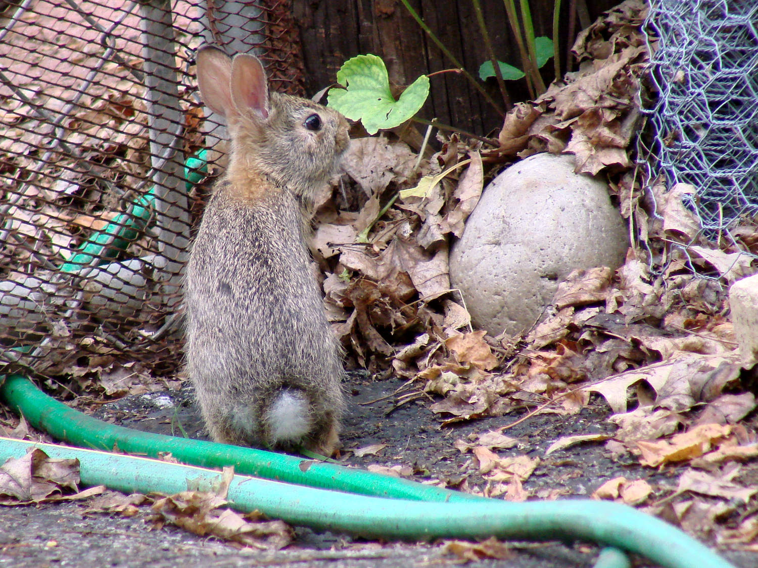 A New Rabbit Appears – The Smell of Molten Projects in the Morning