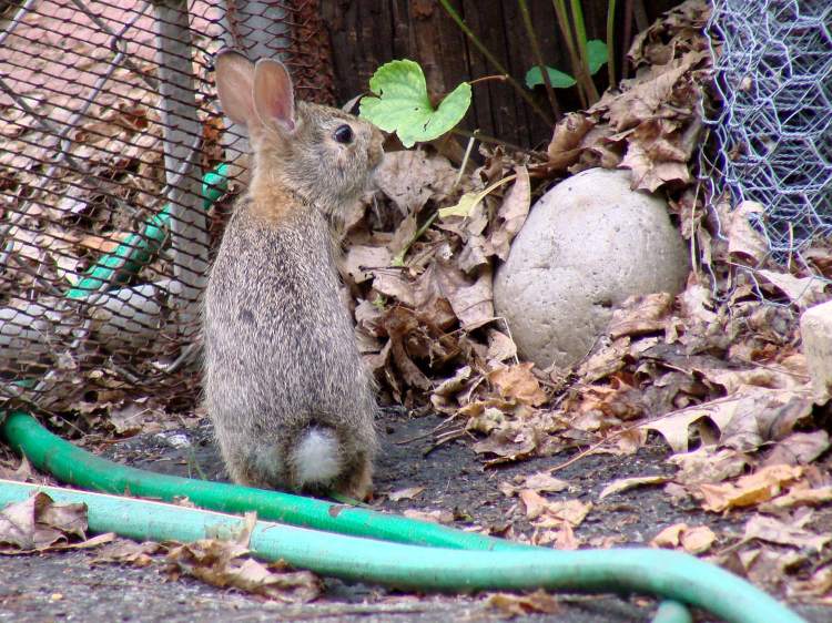 Young Rabbit - at the gate