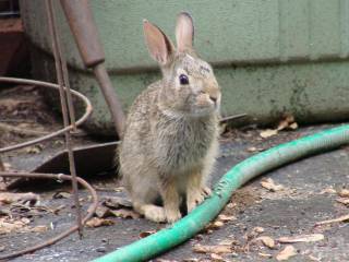 A New Rabbit Appears