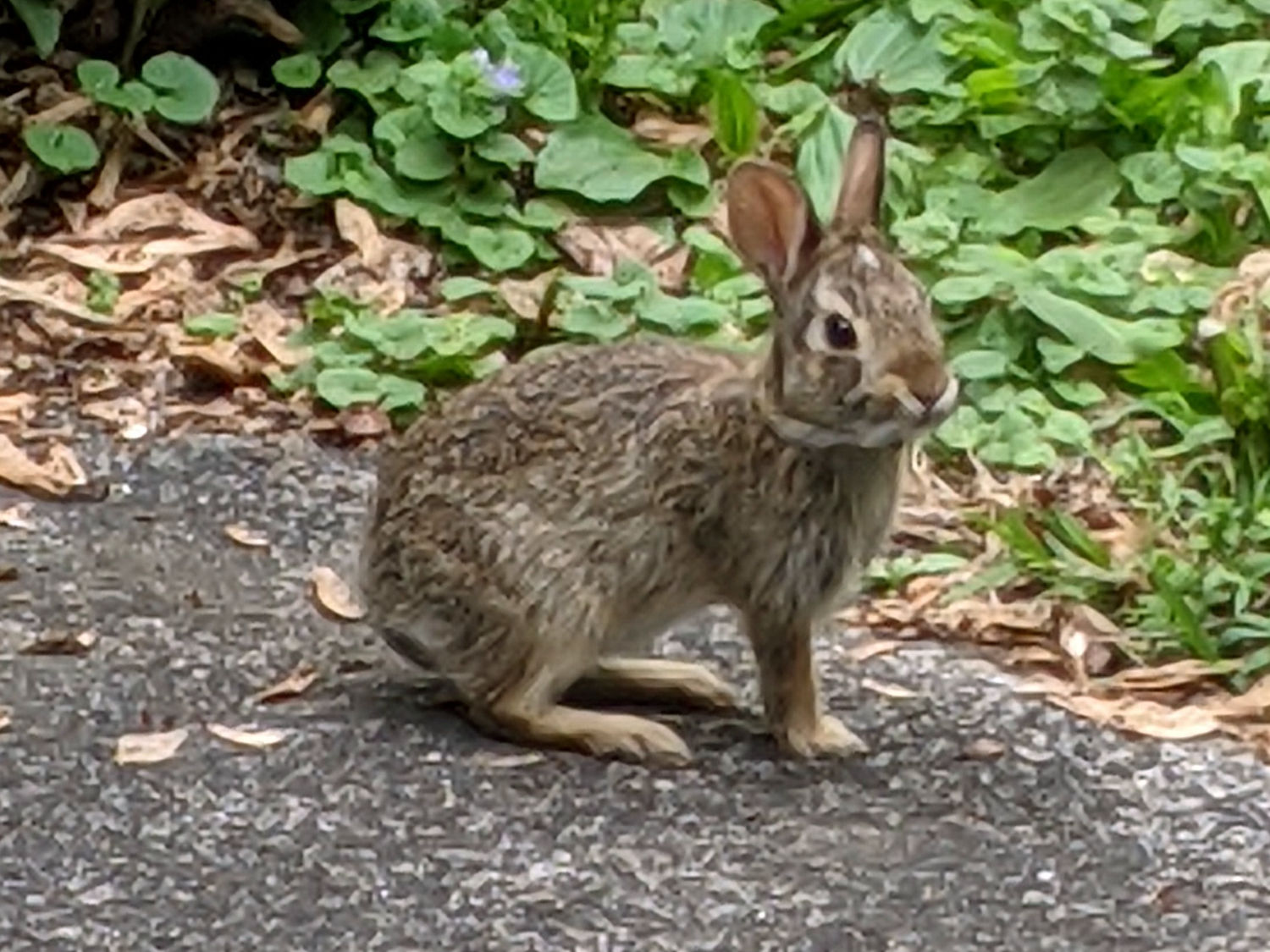 A New Rabbit Appears – The Smell of Molten Projects in the Morning
