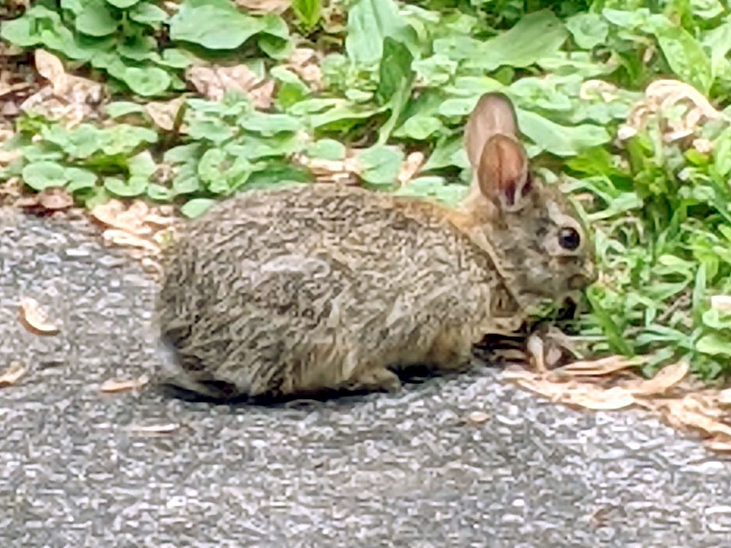 A New Rabbit Appears – The Smell of Molten Projects in the Morning