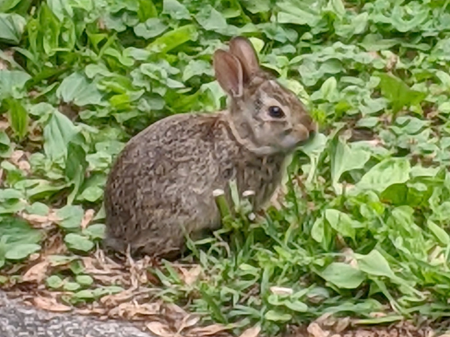 A New Rabbit Appears – The Smell of Molten Projects in the Morning