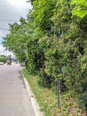 NY Bike Route 9 Signage&nbsp;Overgrowth