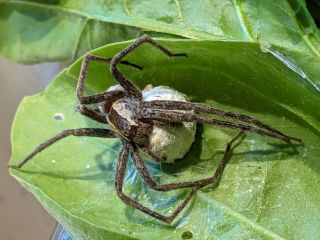 A Spider at&nbsp;Breakfast