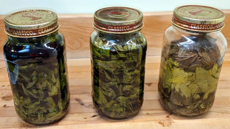 Homebrew mint extract - 2021-06-26