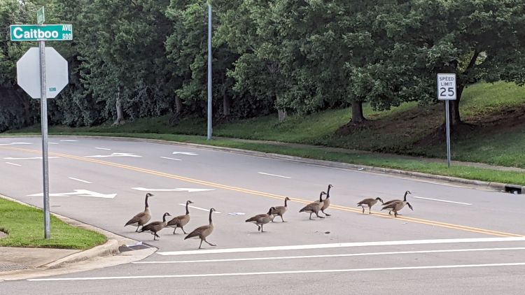 Canada Goose parade - C