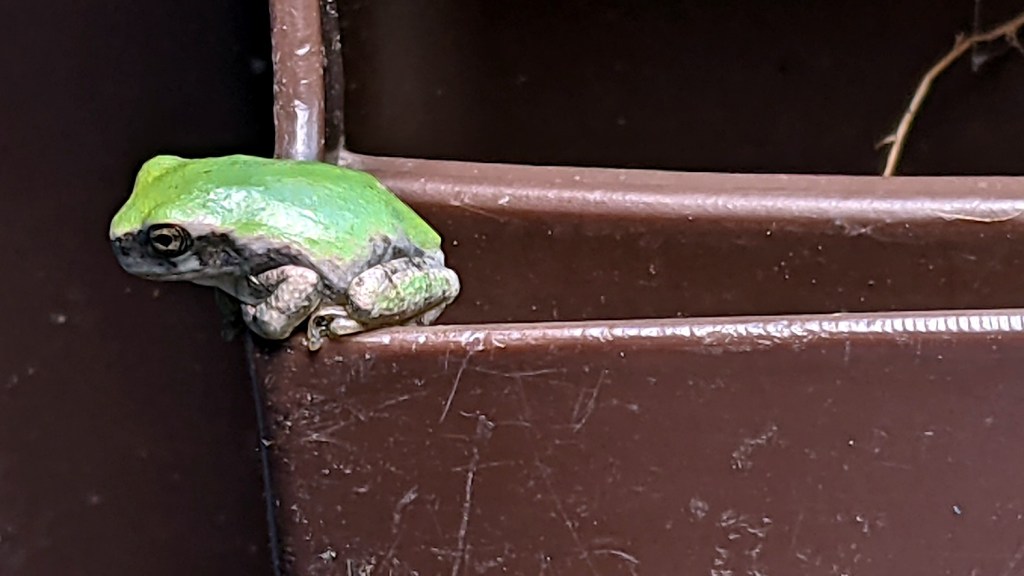 Tree Frog