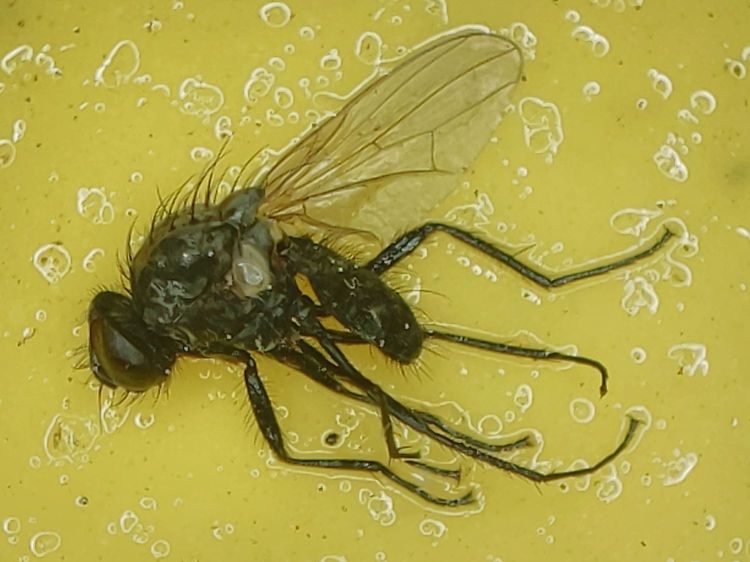 Sticky trap - Onion Fly - 2021-06