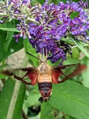 Clearwing Hummingbird Moth