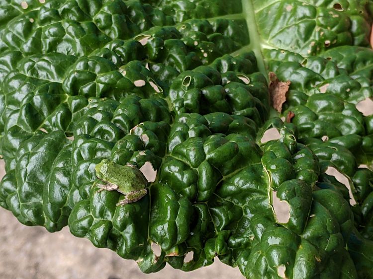 Tree frog on Savoy cabbage
