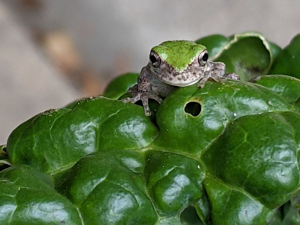 Tree Frog Redux