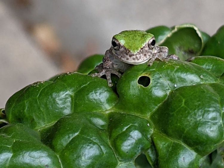 Tree frog on Savoy cabbage - detail