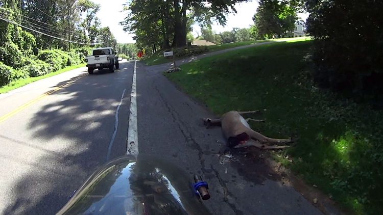 Deer Collision - roadkill - New Hackensack Rd - 2021-09-08