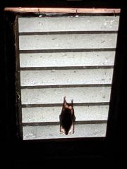 Bat House