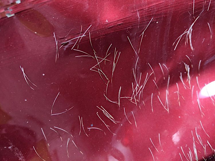 Deer Collision - front end damage - deer hair detail