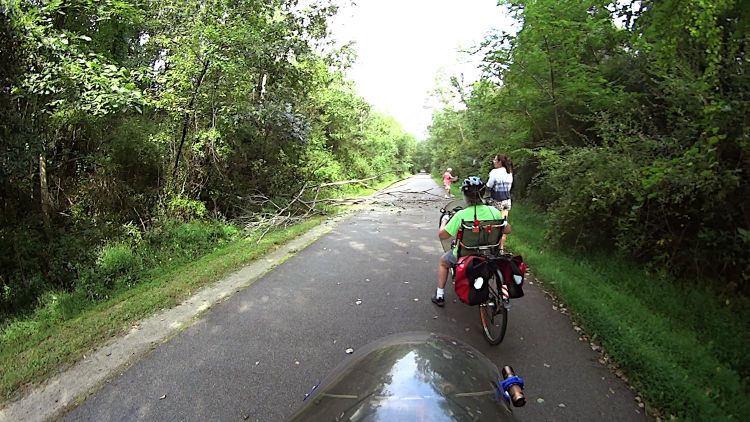 Rail Trail - fallen tree - 2021-09-15