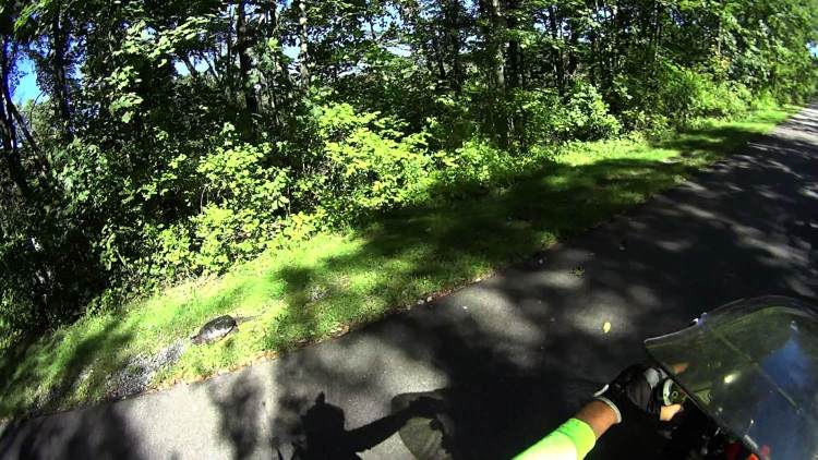 Snapping Turtle - DCRT near Page Park - front - 2021-09-24