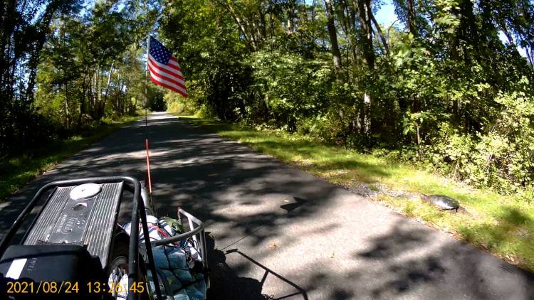 Snapping Turtle - DCRT near Page Park - rear - 2021-09-24