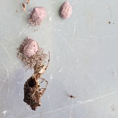Small Spider vs. Marmorated Stink&nbsp;Bug