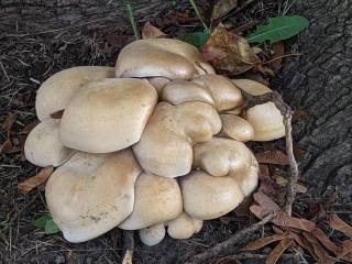 Mushrooms