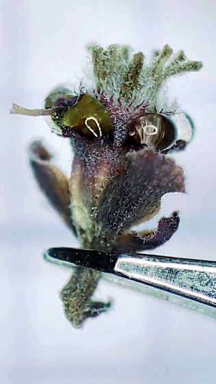 Euphorbia Horrida - flower - side