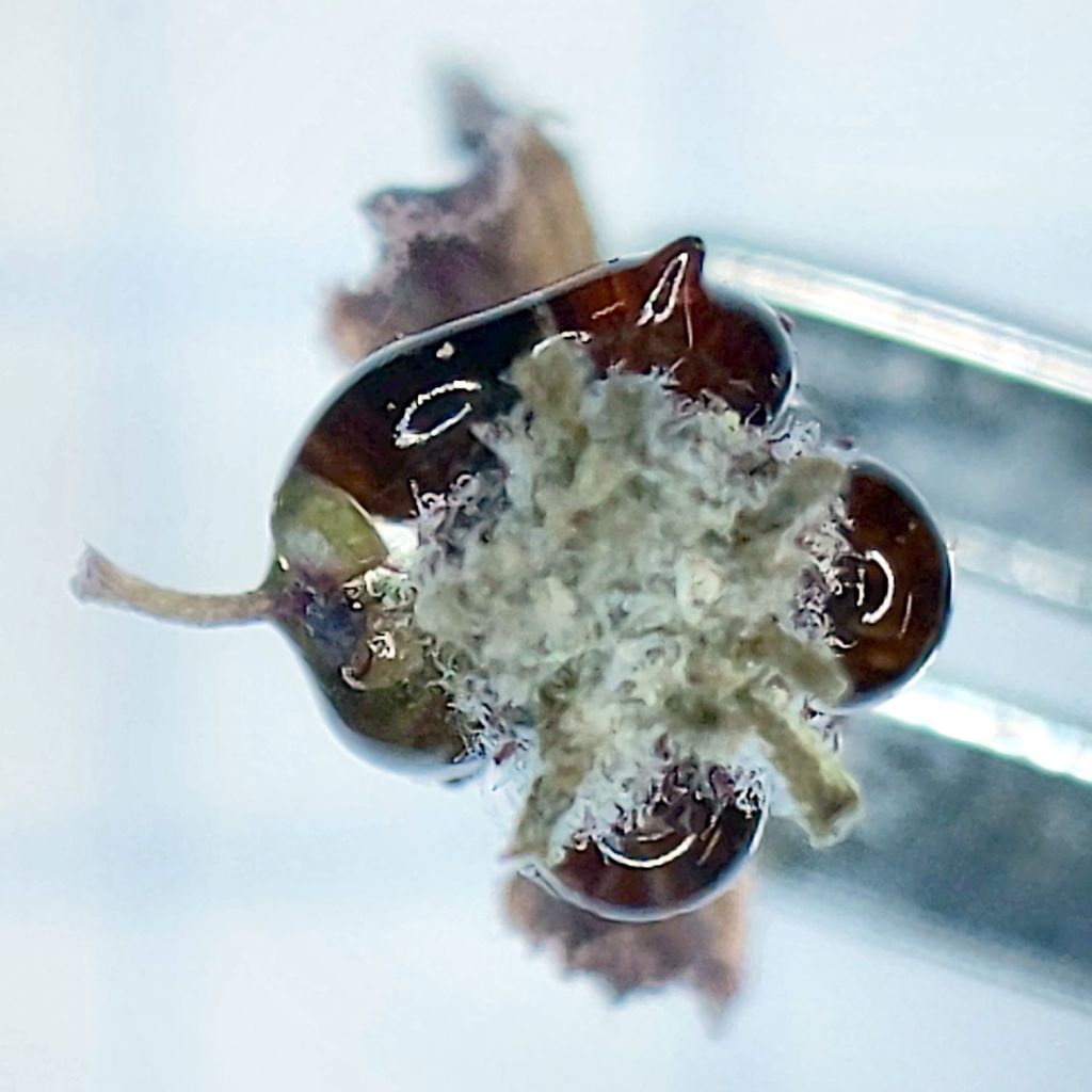 Euphorbia Horrida Flower