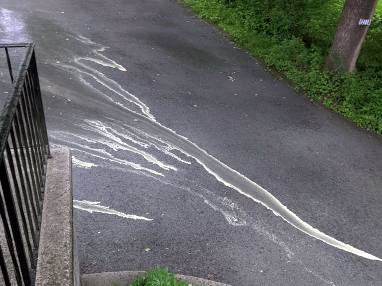 Pine Pollen Season - Driveway Flow