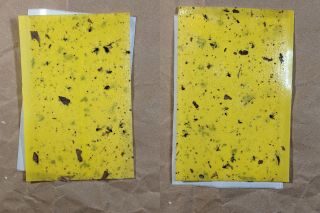 Onion Maggot Flies vs. Sticky Traps: Round&nbsp;1