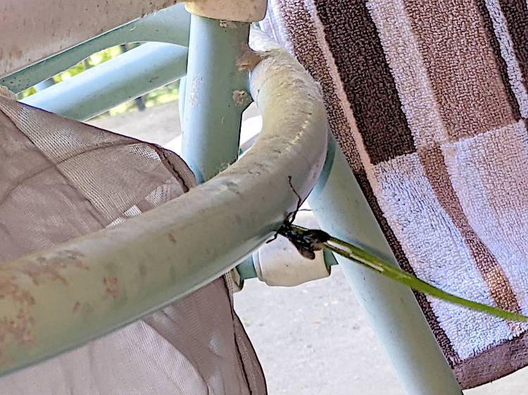 Lawn chair - wasp nest under construction