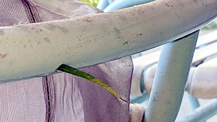 Lawn chair - wasp nest grass stem