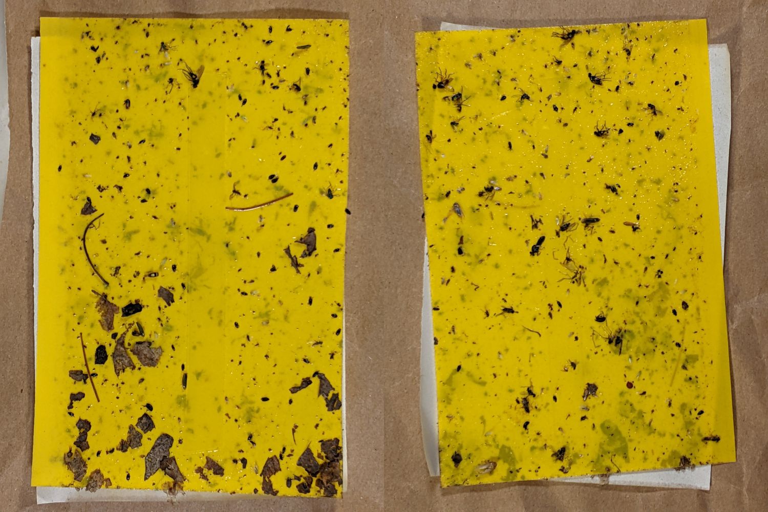 VCCG Onion Card A - 2022-07-17