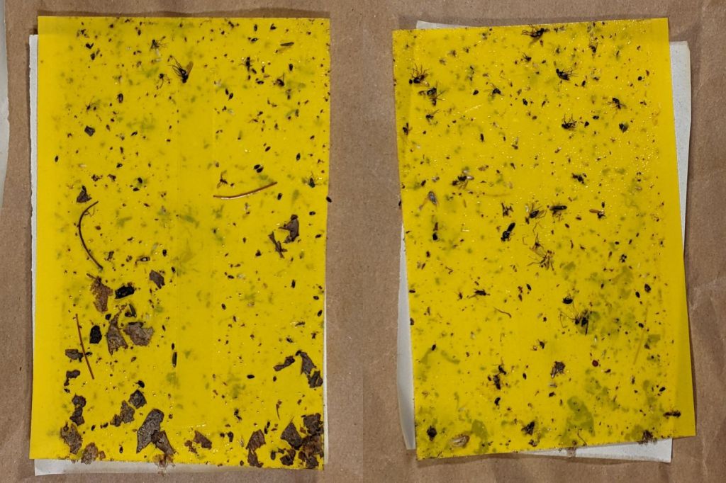 Onion Maggot Flies vs. Sticky Traps: Round&nbsp;2